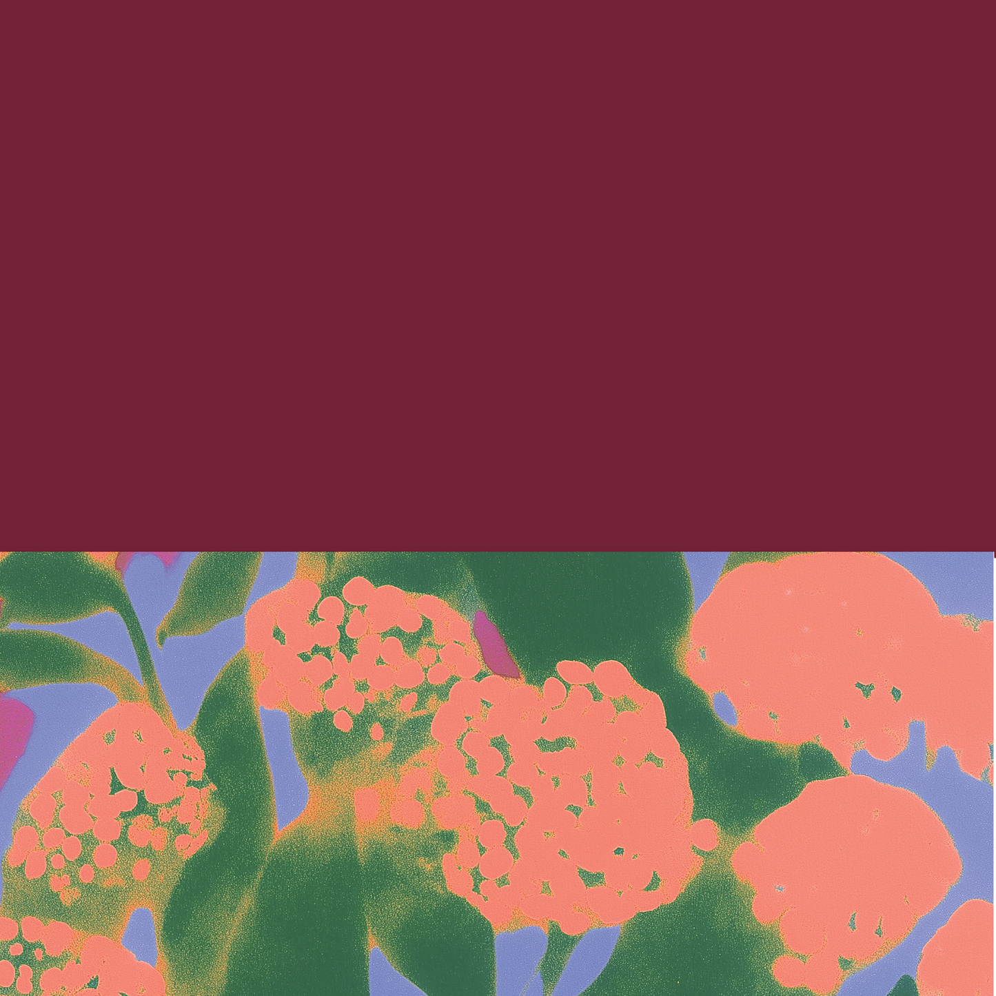 PLŪKT & DUNA Sparkling Tea – BLOOMING RASPBERRY
